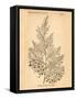 Vintage Botanical X-Gregory Gorham-Framed Stretched Canvas