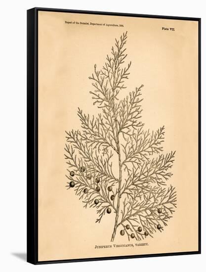 Vintage Botanical X-Gregory Gorham-Framed Stretched Canvas