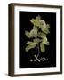 Vintage Botanicals I - Noir-Nathaniel Wallich-Framed Giclee Print