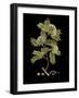 Vintage Botanicals I - Noir-Nathaniel Wallich-Framed Giclee Print