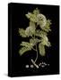 Vintage Botanicals I - Noir-Nathaniel Wallich-Stretched Canvas