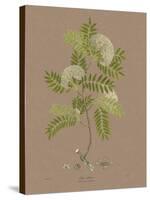 Vintage Botanicals I-Nathaniel Wallich-Stretched Canvas