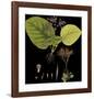 Vintage Botanicals II - Noir-Nathaniel Wallich-Framed Giclee Print