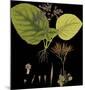 Vintage Botanicals II - Noir-Nathaniel Wallich-Mounted Giclee Print