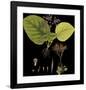 Vintage Botanicals II - Noir-Nathaniel Wallich-Framed Giclee Print
