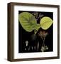 Vintage Botanicals II - Noir-Nathaniel Wallich-Framed Giclee Print