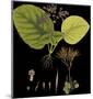 Vintage Botanicals II - Noir-Nathaniel Wallich-Mounted Giclee Print