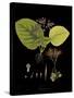 Vintage Botanicals II - Noir-Nathaniel Wallich-Stretched Canvas