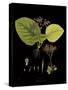 Vintage Botanicals II - Noir-Nathaniel Wallich-Stretched Canvas