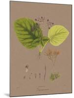 Vintage Botanicals II-Nathaniel Wallich-Mounted Giclee Print