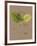 Vintage Botanicals II-Nathaniel Wallich-Framed Giclee Print