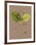 Vintage Botanicals II-Nathaniel Wallich-Framed Giclee Print