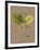 Vintage Botanicals II-Nathaniel Wallich-Framed Giclee Print