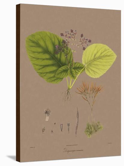 Vintage Botanicals II-Nathaniel Wallich-Stretched Canvas