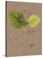 Vintage Botanicals II-Nathaniel Wallich-Stretched Canvas