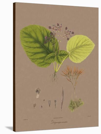 Vintage Botanicals II-Nathaniel Wallich-Stretched Canvas