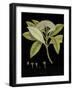 Vintage Botanicals III - Noir-Nathaniel Wallich-Framed Giclee Print