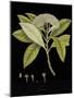 Vintage Botanicals III - Noir-Nathaniel Wallich-Mounted Giclee Print