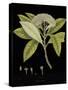 Vintage Botanicals III - Noir-Nathaniel Wallich-Stretched Canvas