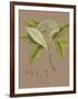 Vintage Botanicals III-Nathaniel Wallich-Framed Giclee Print