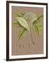 Vintage Botanicals III-Nathaniel Wallich-Framed Giclee Print