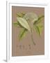 Vintage Botanicals III-Nathaniel Wallich-Framed Giclee Print