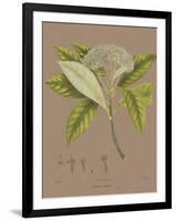 Vintage Botanicals III-Nathaniel Wallich-Framed Giclee Print