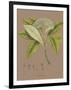 Vintage Botanicals III-Nathaniel Wallich-Framed Giclee Print