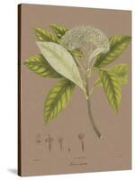 Vintage Botanicals III-Nathaniel Wallich-Stretched Canvas