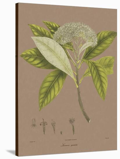 Vintage Botanicals III-Nathaniel Wallich-Stretched Canvas