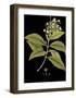 Vintage Botanicals IV - Noir-Nathaniel Wallich-Framed Giclee Print