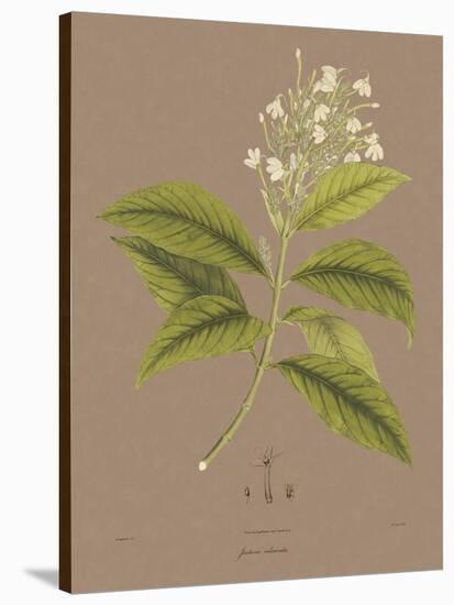 Vintage Botanicals IV-Nathaniel Wallich-Stretched Canvas