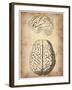 Vintage Brain Anatomy-NaxArt-Framed Art Print