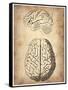 Vintage Brain Anatomy-NaxArt-Framed Stretched Canvas