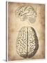 Vintage Brain Anatomy-NaxArt-Stretched Canvas