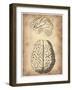 Vintage Brain Anatomy-NaxArt-Framed Art Print