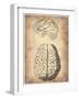 Vintage Brain Anatomy-NaxArt-Framed Art Print