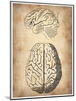 Vintage Brain Anatomy-NaxArt-Mounted Art Print