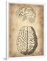 Vintage Brain Anatomy-NaxArt-Framed Art Print