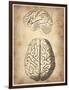 Vintage Brain Anatomy-NaxArt-Framed Art Print