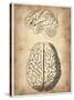 Vintage Brain Anatomy-NaxArt-Stretched Canvas