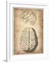 Vintage Brain Anatomy-NaxArt-Framed Art Print