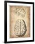 Vintage Brain Anatomy-NaxArt-Framed Art Print