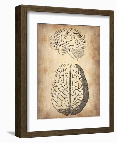 Vintage Brain Anatomy-NaxArt-Framed Art Print