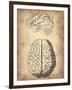 Vintage Brain Anatomy-NaxArt-Framed Art Print