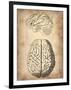 Vintage Brain Anatomy-NaxArt-Framed Art Print