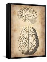 Vintage Brain Anatomy-NaxArt-Framed Stretched Canvas