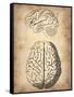 Vintage Brain Anatomy-NaxArt-Framed Stretched Canvas