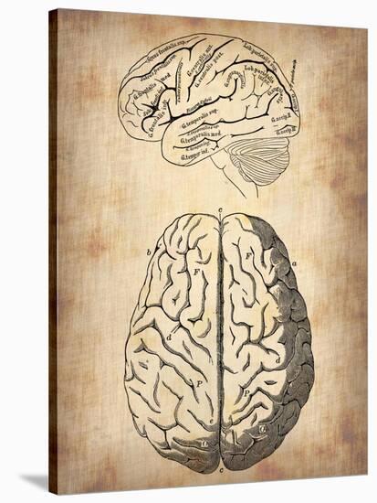 Vintage Brain Anatomy-NaxArt-Stretched Canvas