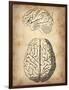 Vintage Brain Anatomy-NaxArt-Framed Art Print